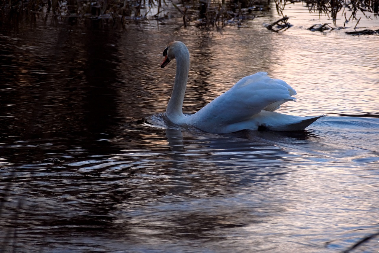 Image - swan water sunset bird big bird