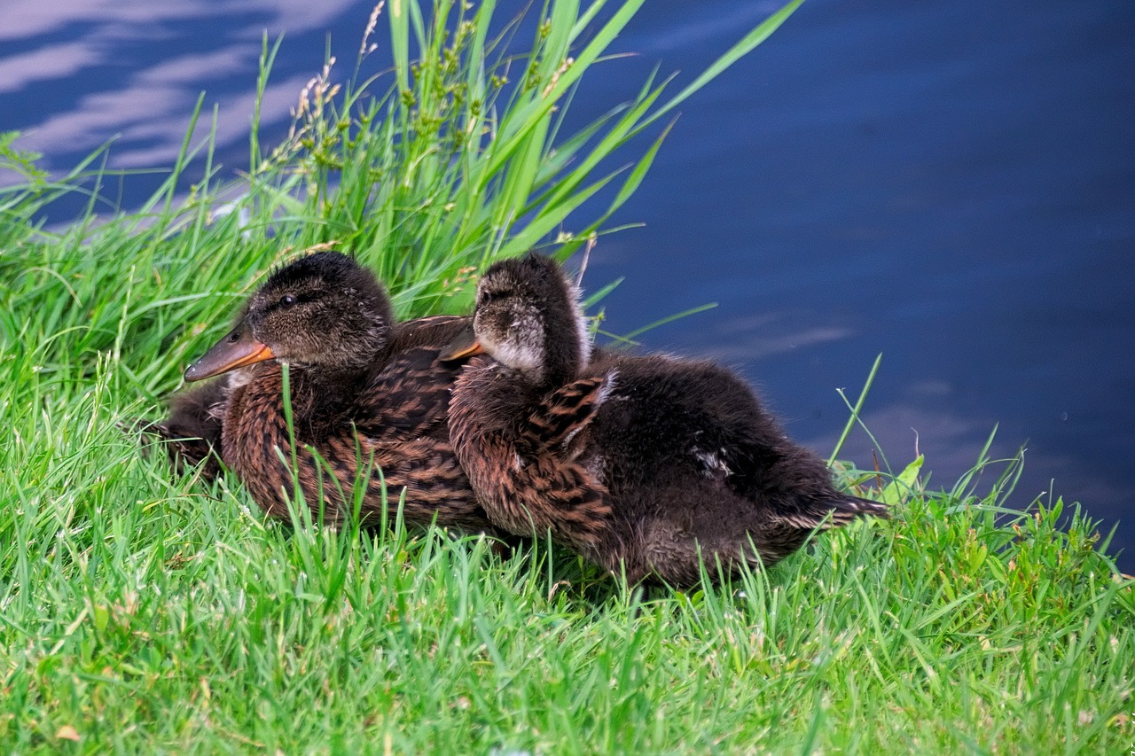 Image - duck kaczęta bird nature water