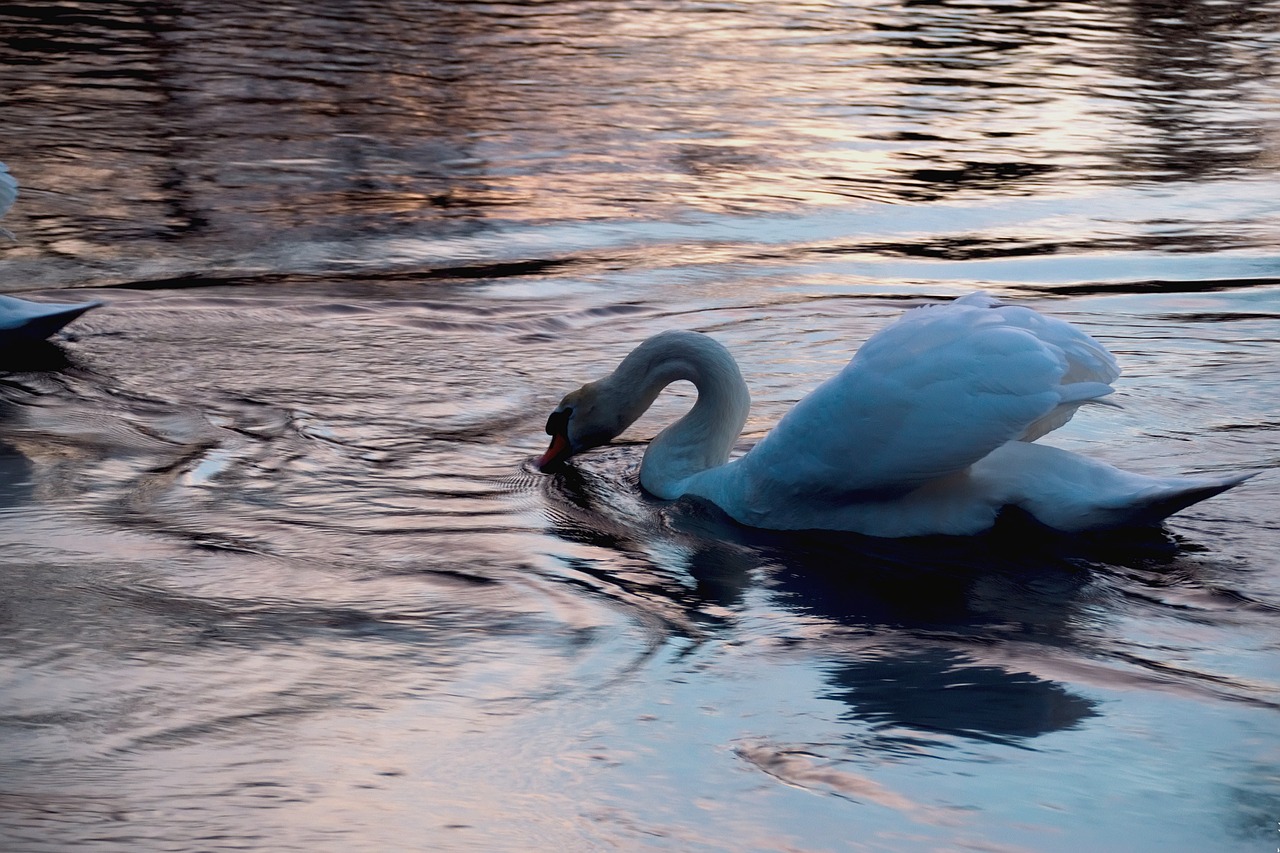 Image - swan west water romanticism nature