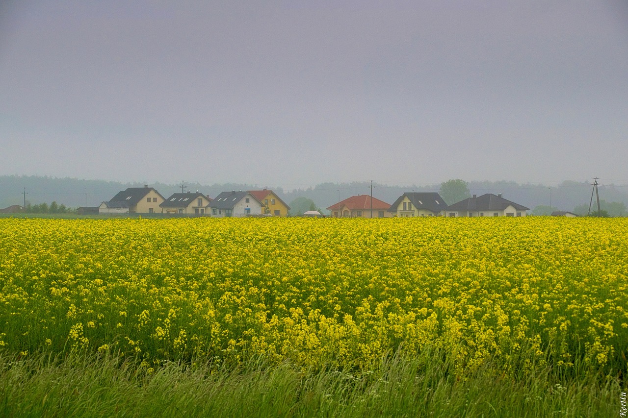 Image - rapeseed field nature agriculture