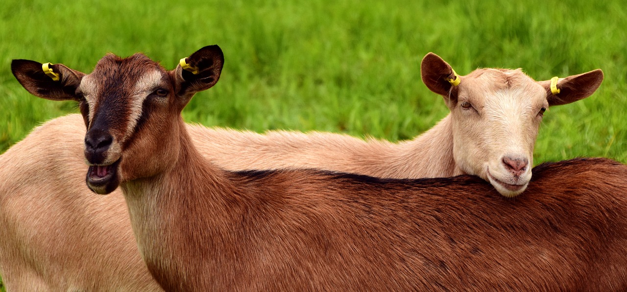 Image - goats young pasture meadow brown