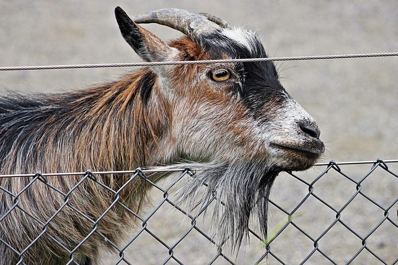 Goat zoo. Безуарский козел. Карликовый козел. Африканская карликовая коза. Козы в зоопарке.