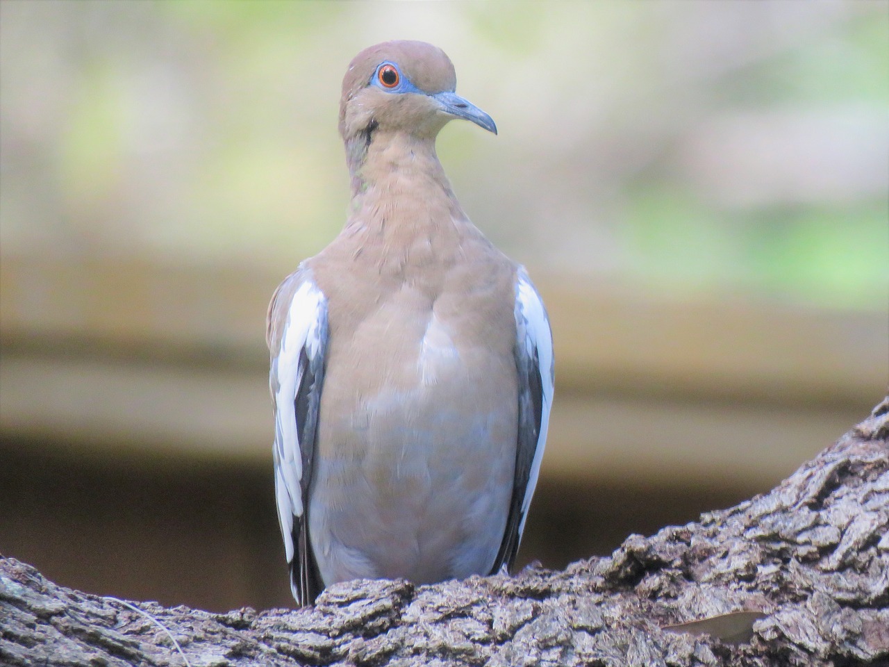 Image - bird dove colorful wildlife