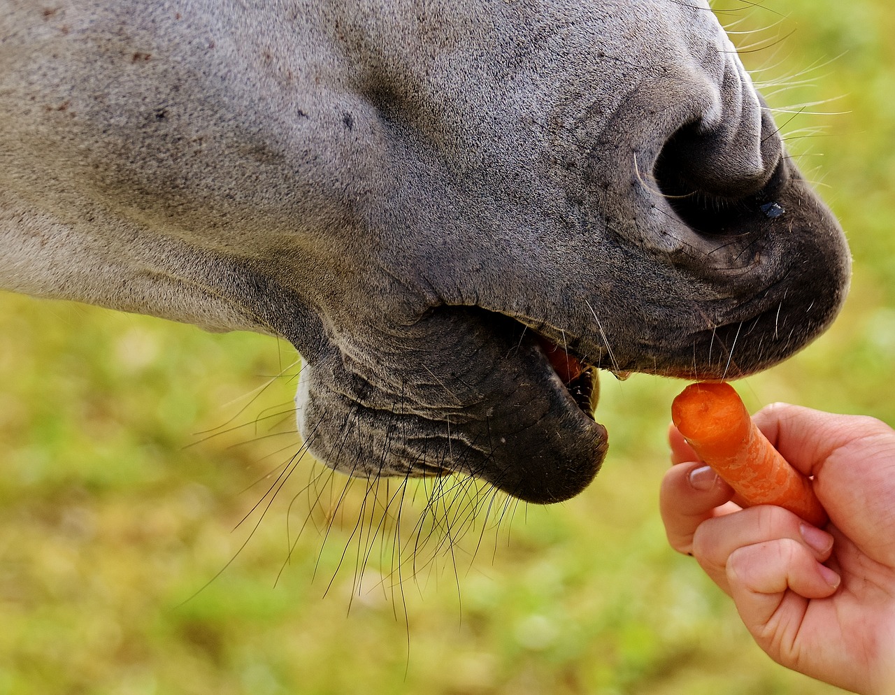 Image - horse eat carrot mold pasture