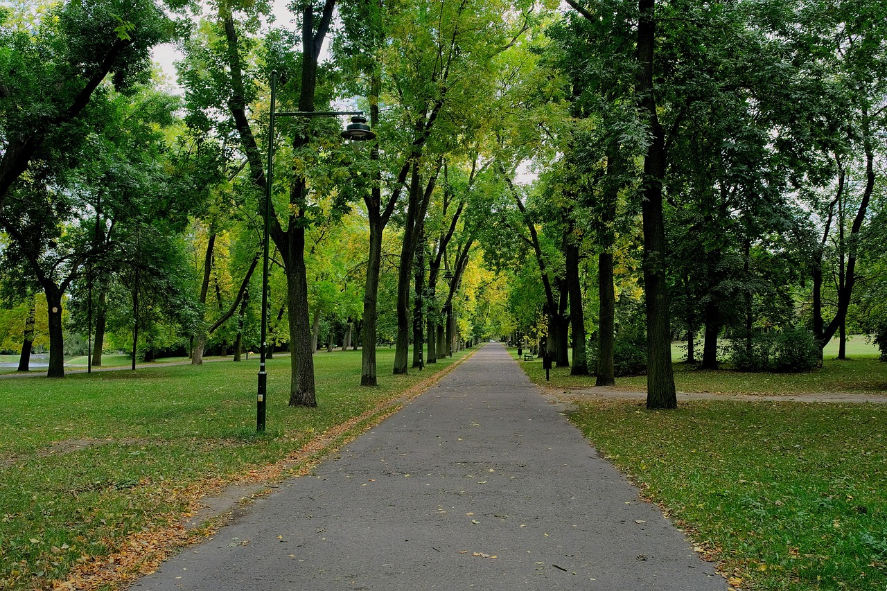 Image - summer park poland tree nature