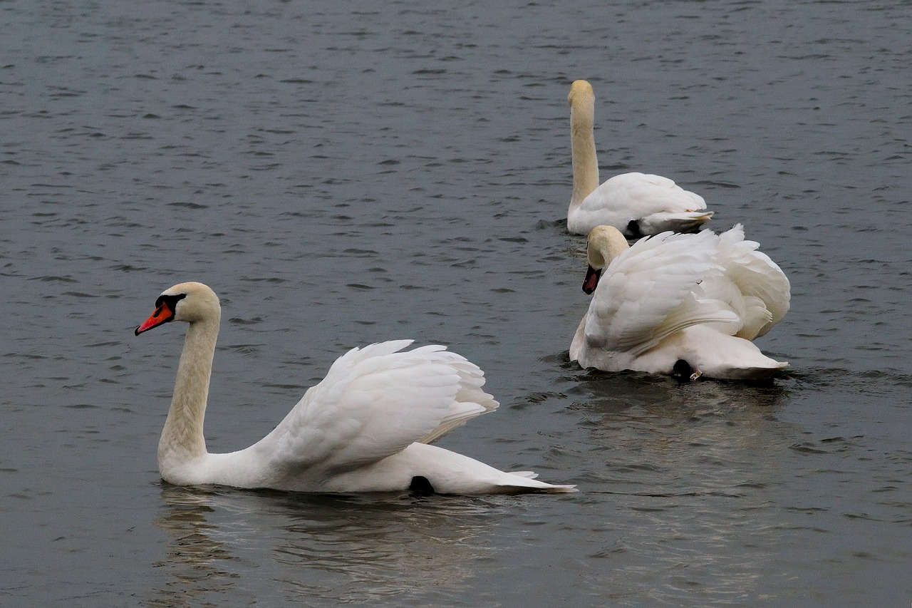 Image - swan bird wild birds water bird