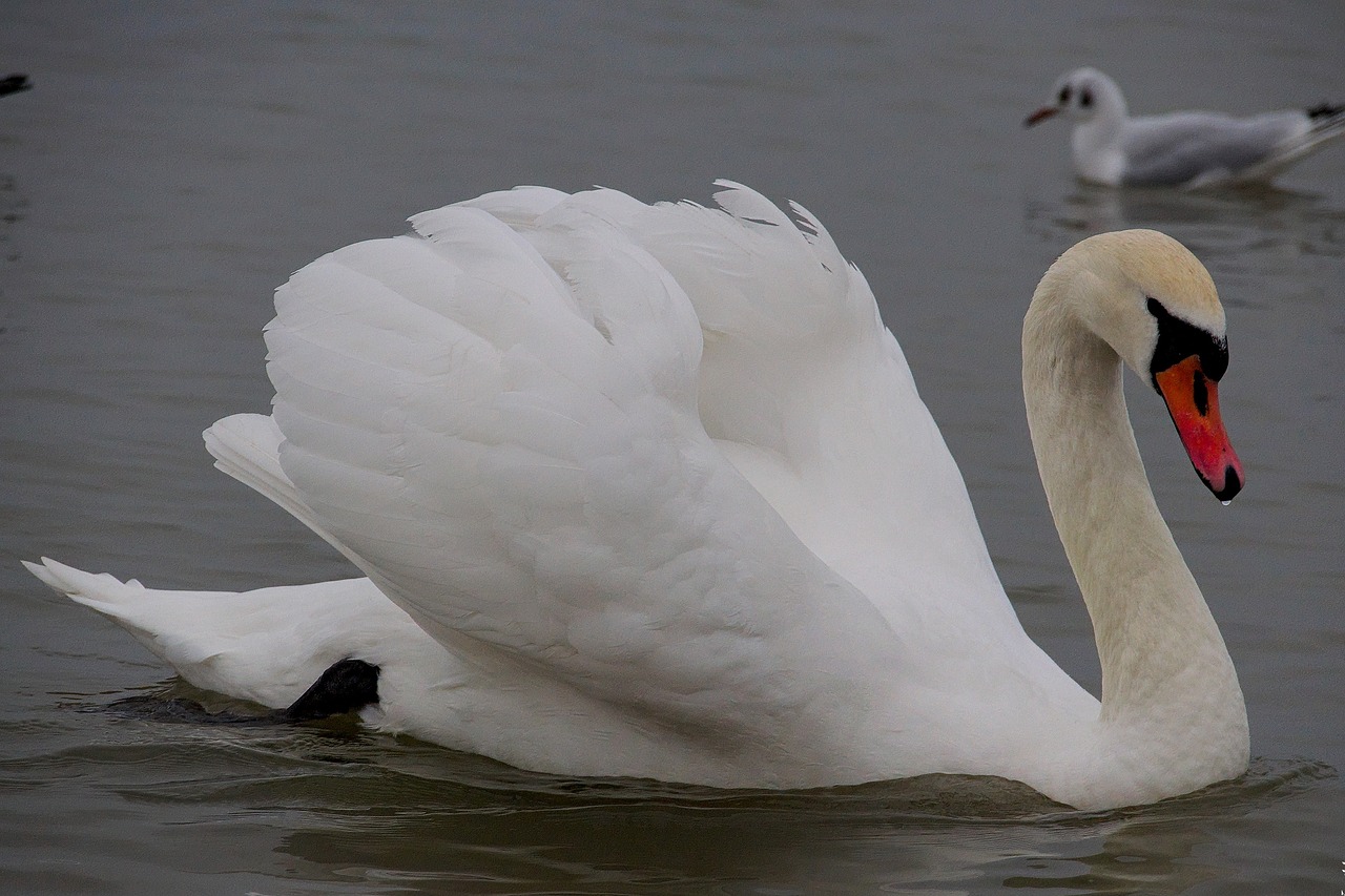 Image - swan bird wild birds water bird