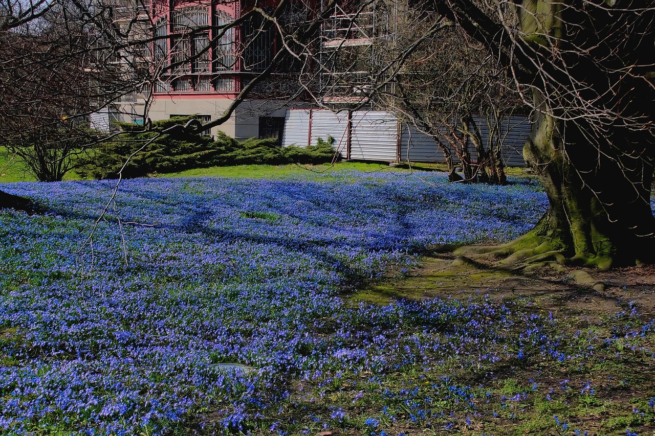 Image - spring flowers landscape park blue