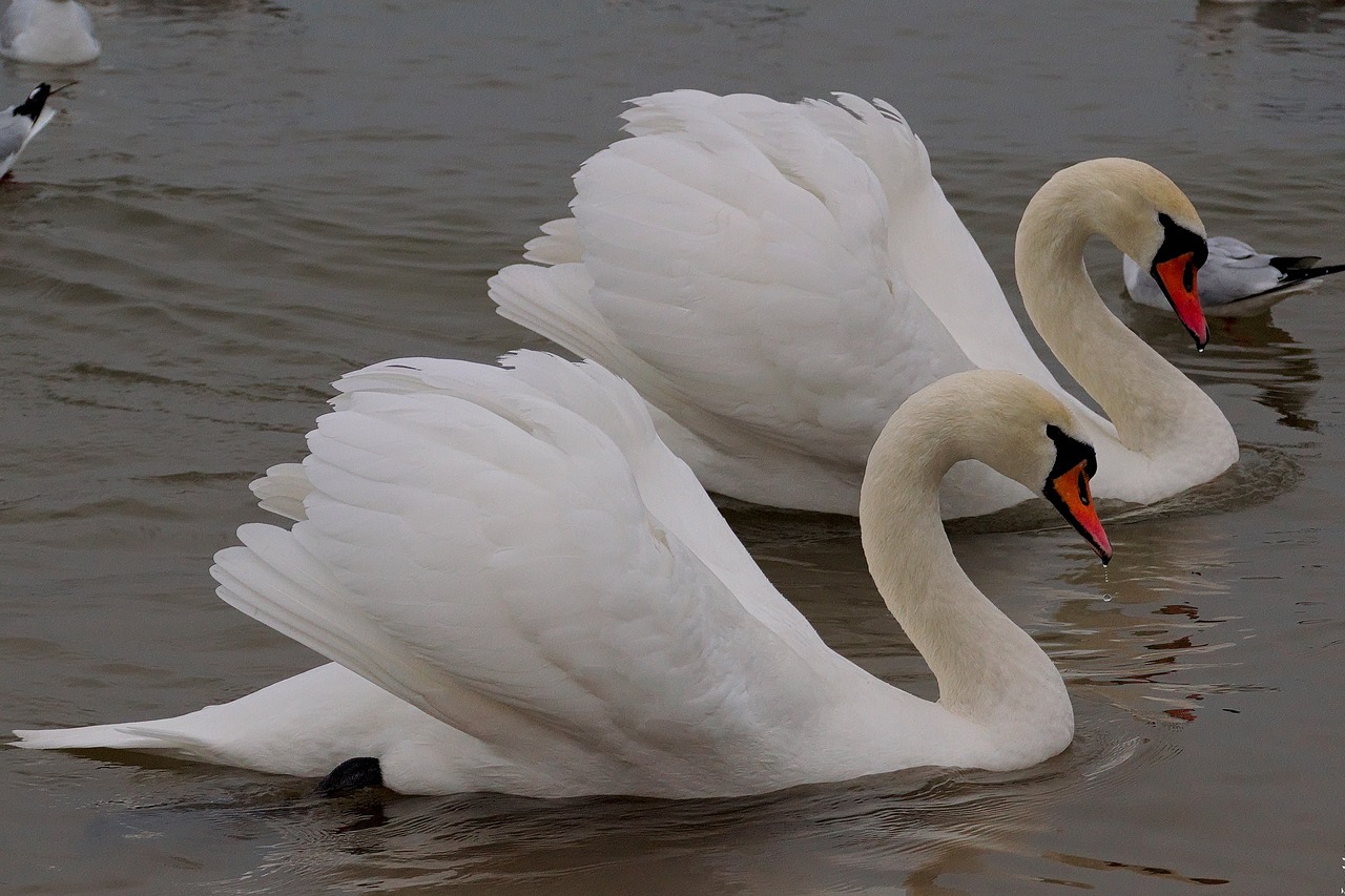 Image - swan bird wild birds water bird