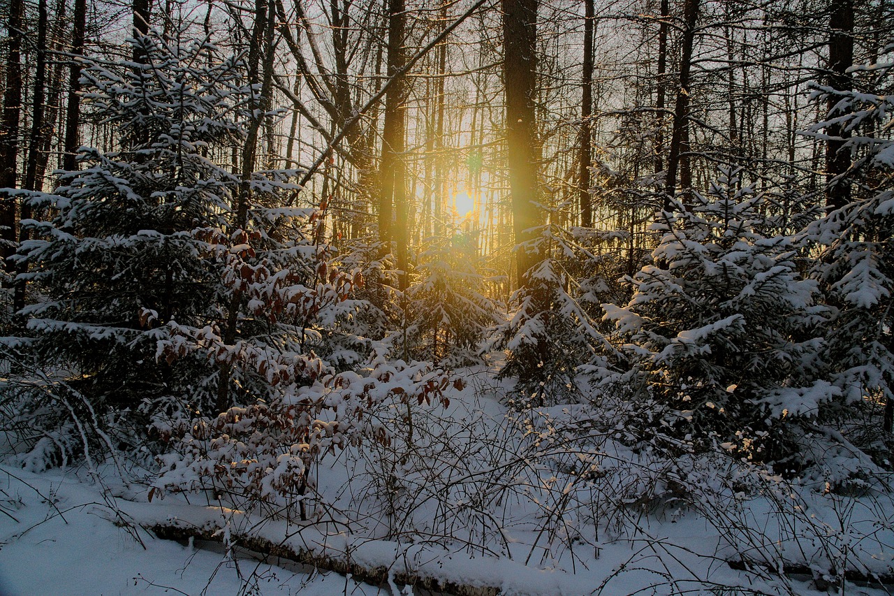 Image - the sun evening gold sunset sky