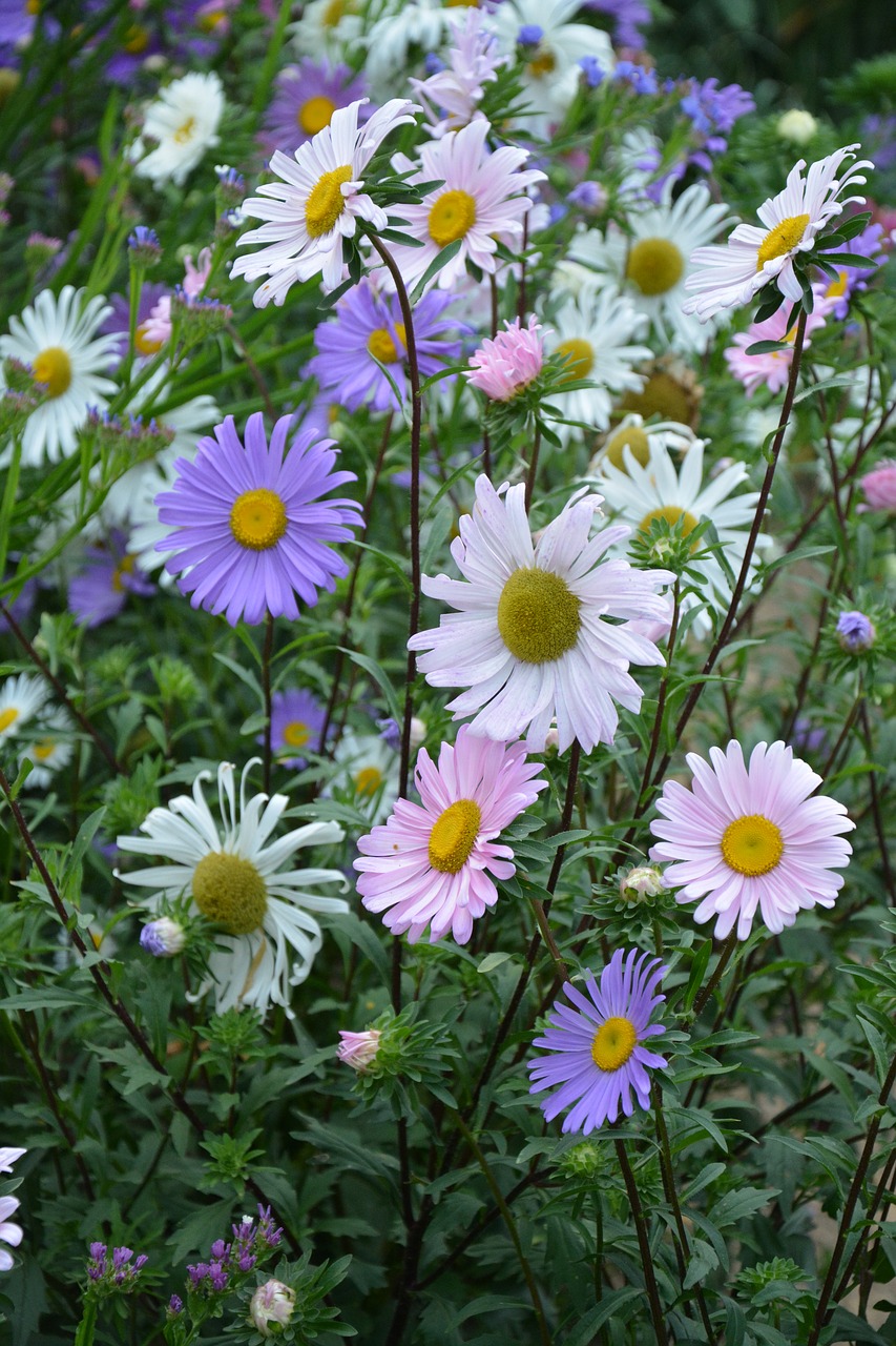 Image - flowers massif parterre daisies