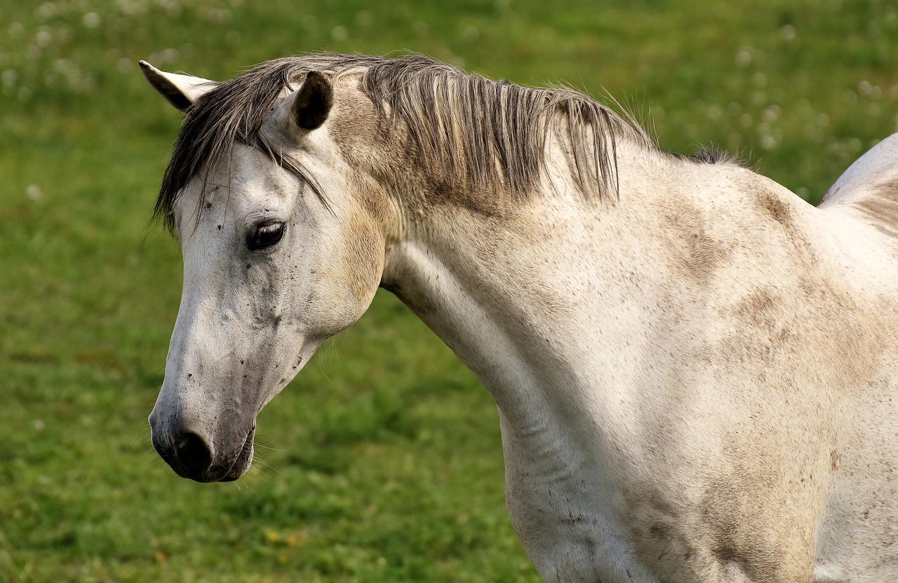 Image - horse mold pasture coupling meadow