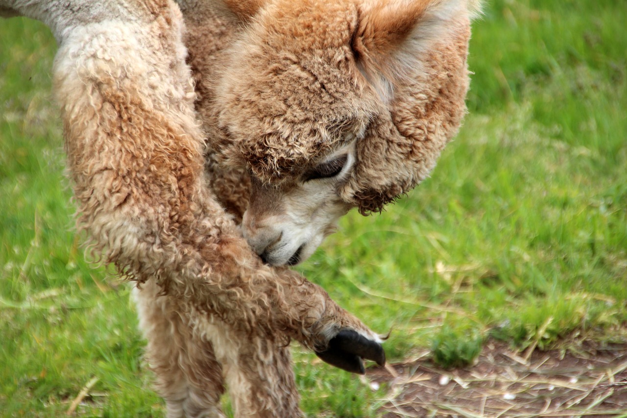 Image - alpaca lama animal peru fluffy