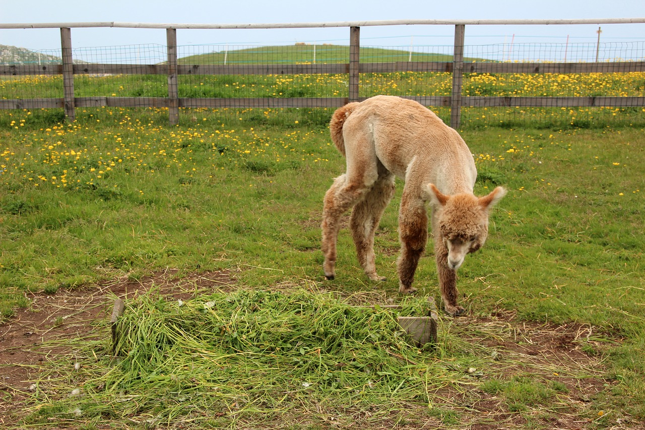 Image - alpaca lama animal peru fluffy