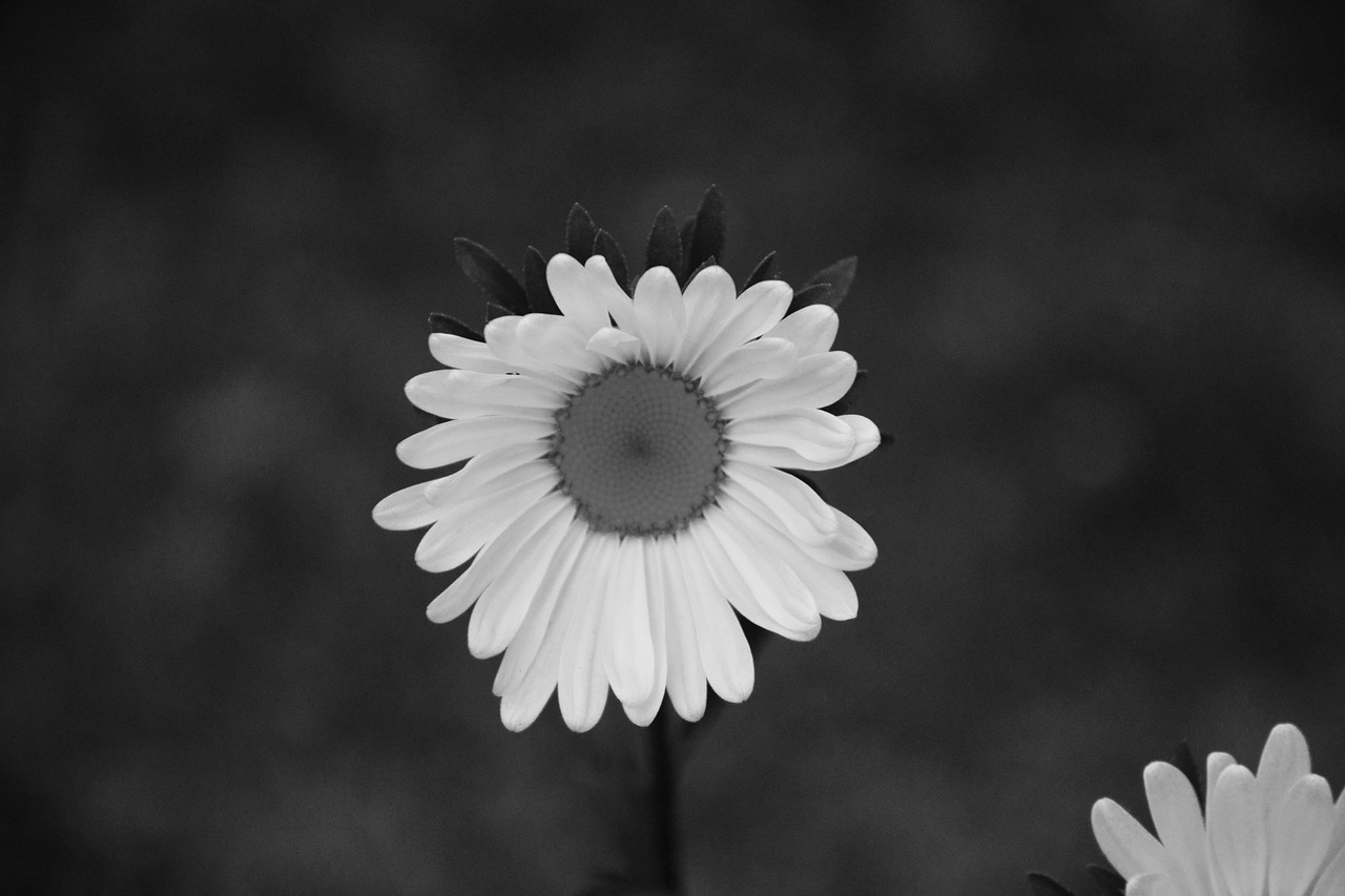 Image - flower photo black white petals