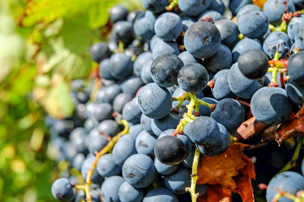 Image - grapes fruit blue blue grapes