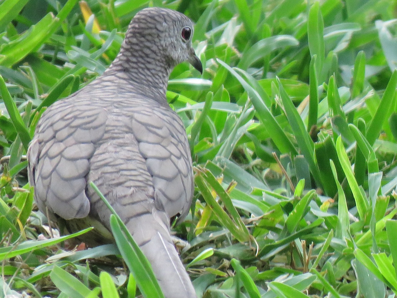 Image - bird silver dove wildlife