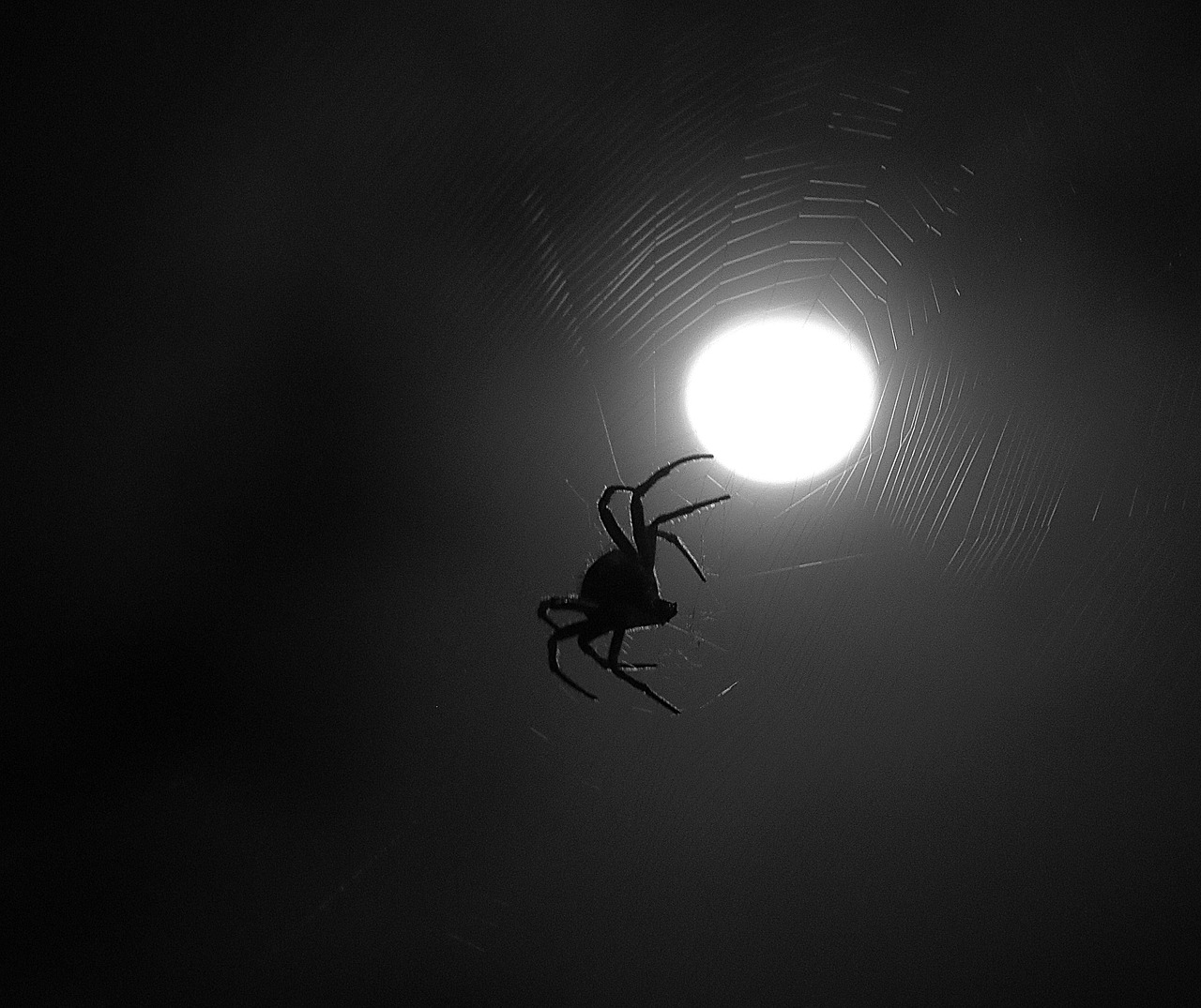 Image - insect spider moon night