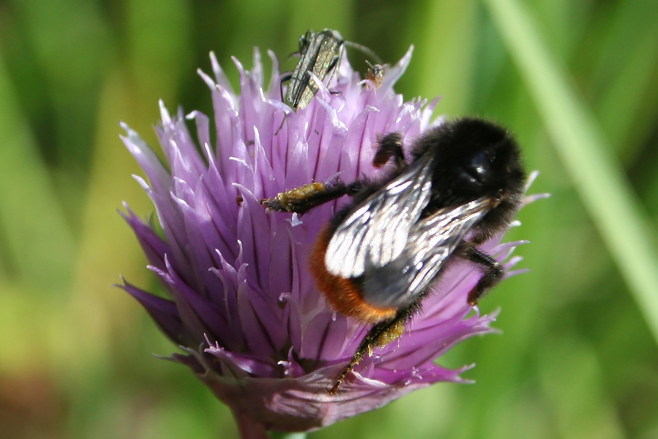 Image - natural bumblebee chives