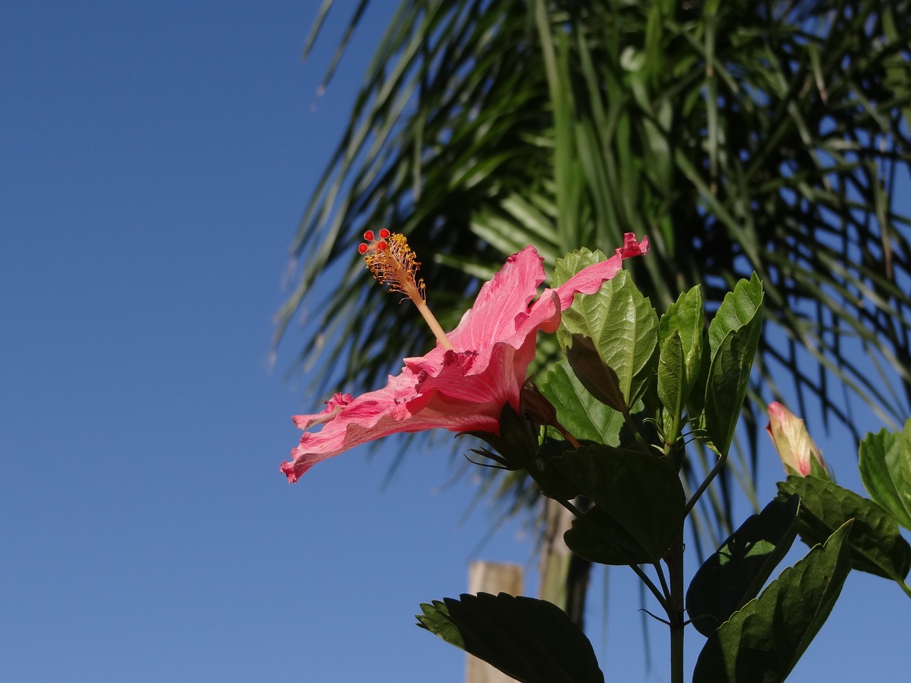 Image - flower hibiscus rosa nature sky