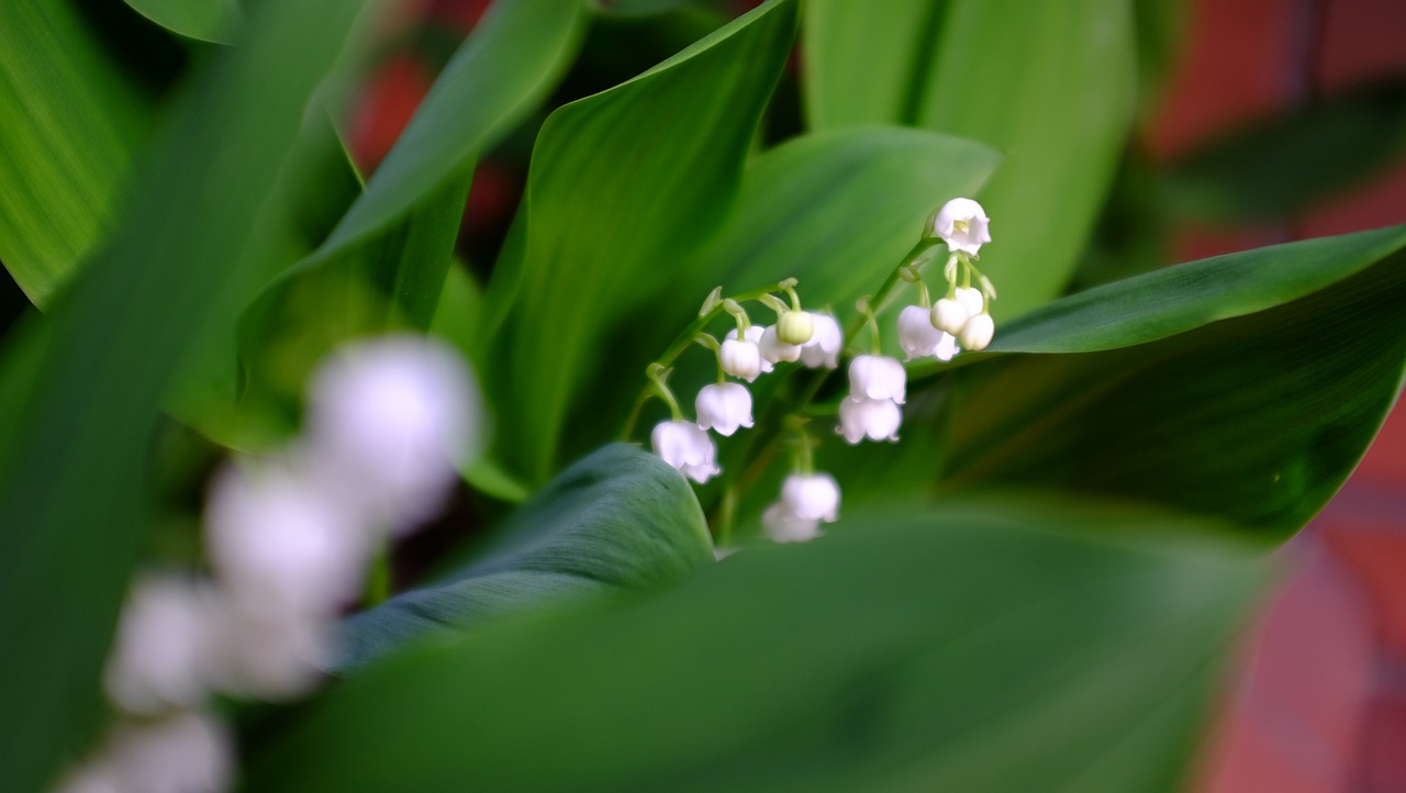 Image - desktop green plant close up