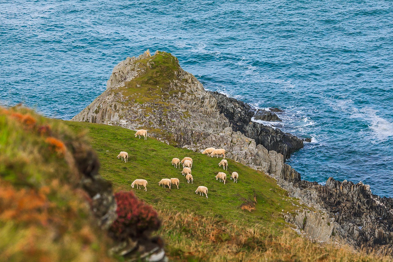 Image - reefs sheep coast ocean england