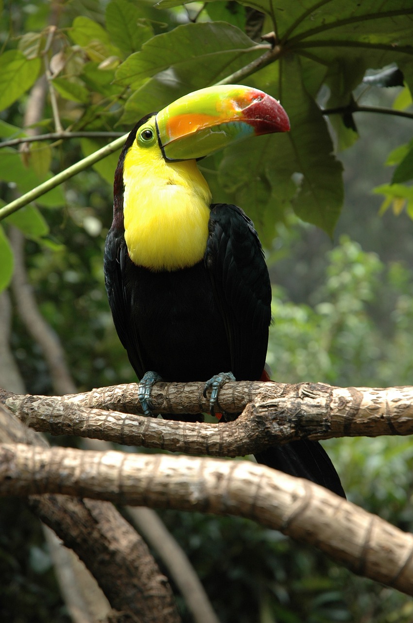 Image - zoo chapultepec mexico mexico city