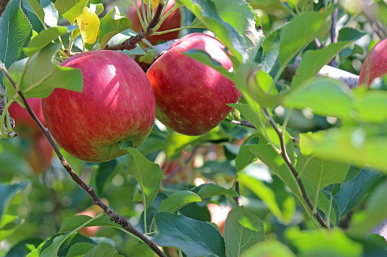 Image - apple ringo red