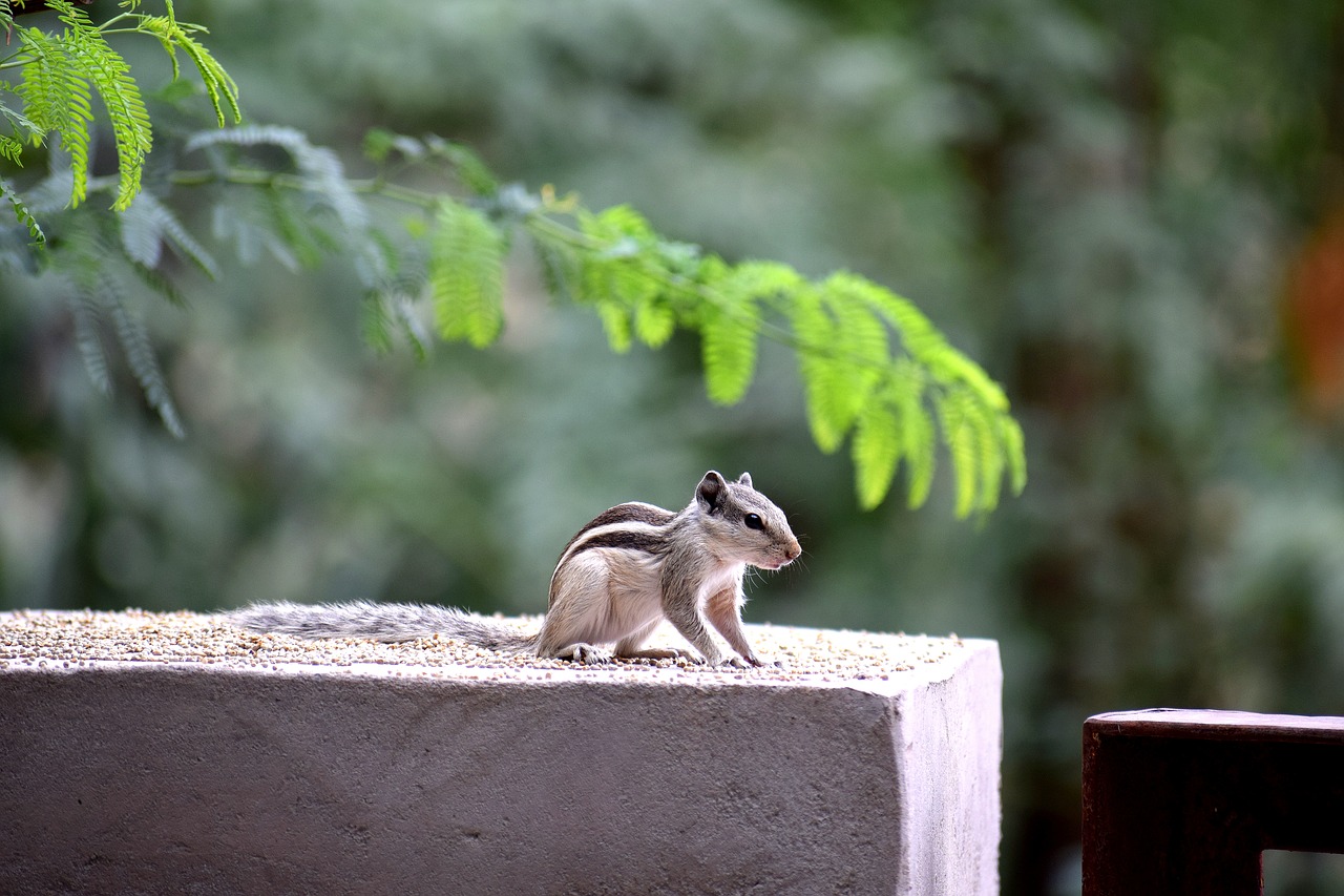 Image - squirrel animal wild nature cute