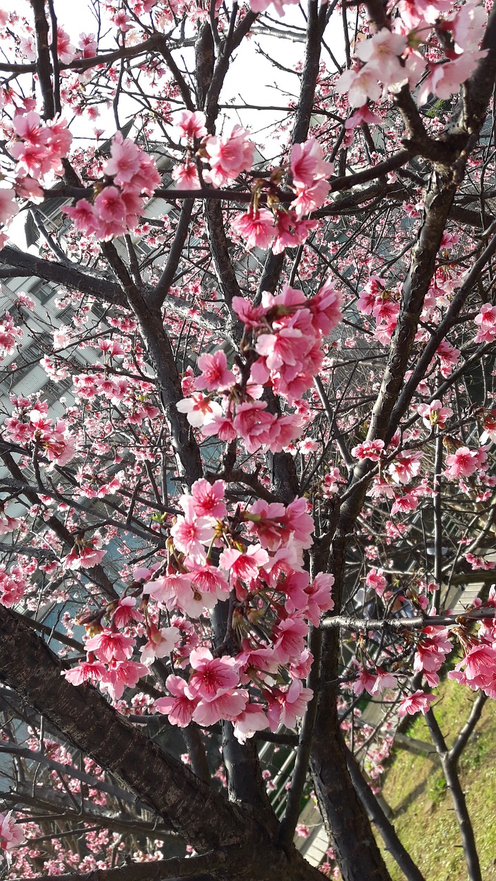 Image - taiwan east lake cherry blossoms