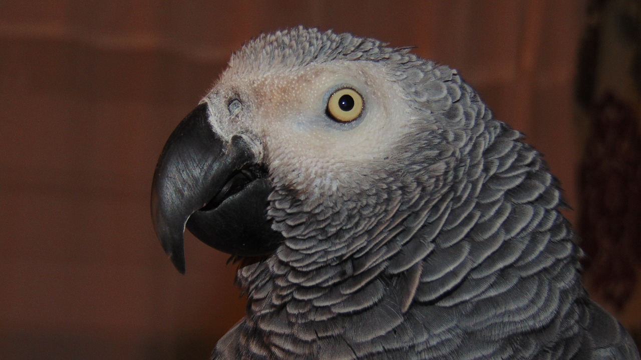 Image - african grey parrot african grey