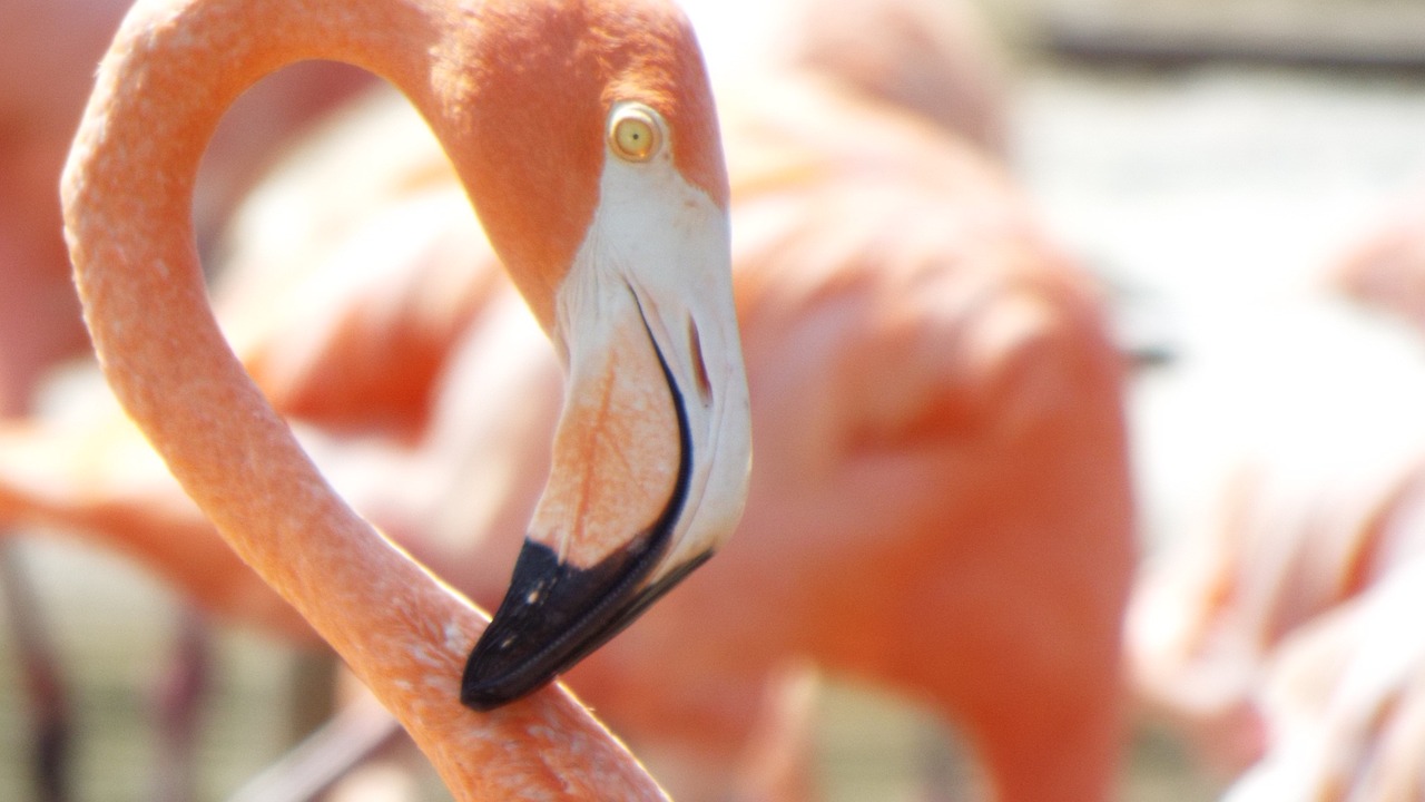 Image - pink flamingo birds exotic nature