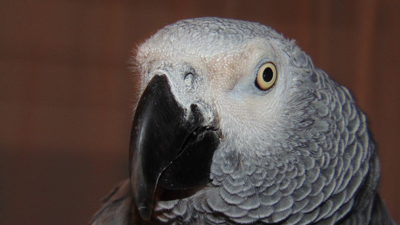 Image - african grey parrot beak eye