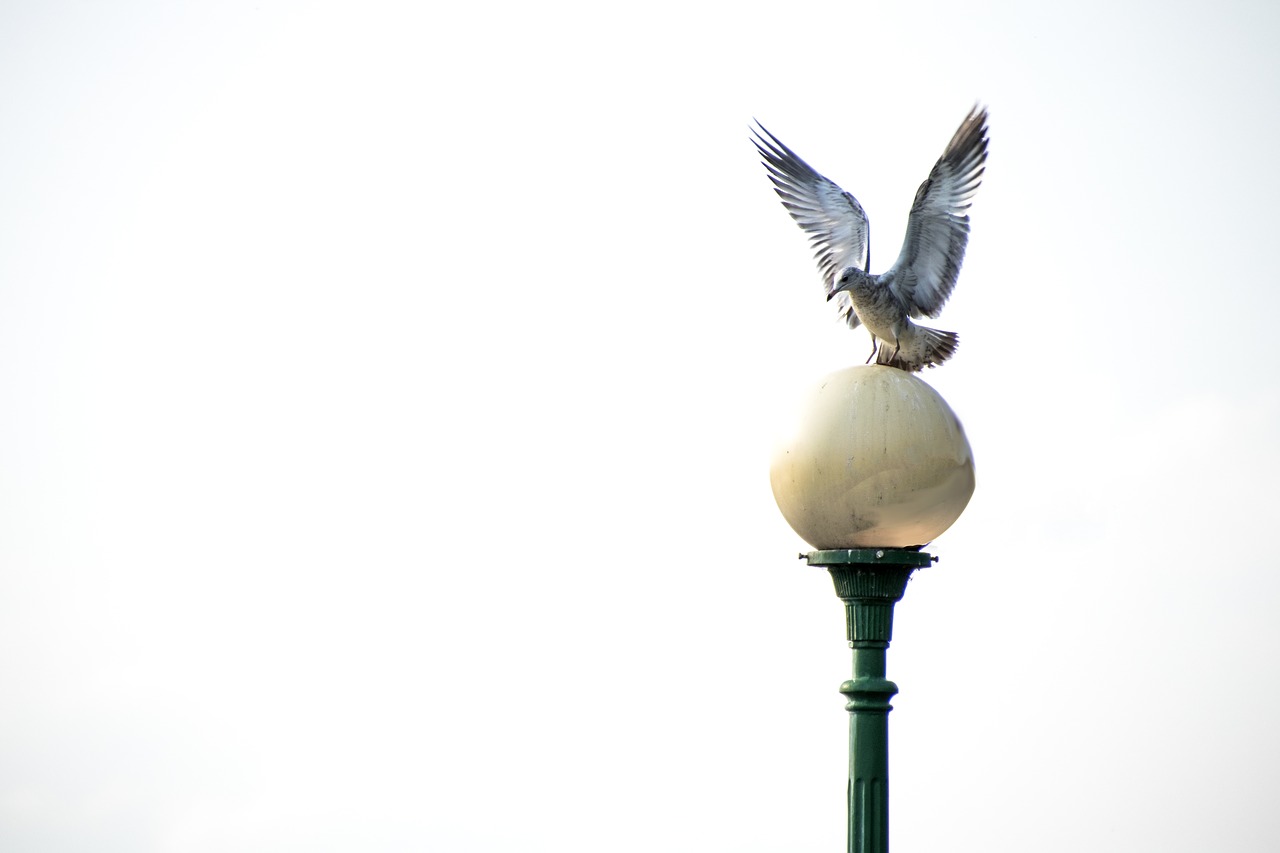 Image - seagull coast bird sea water sky