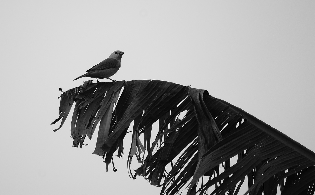 Image - black and white landscape bird ave