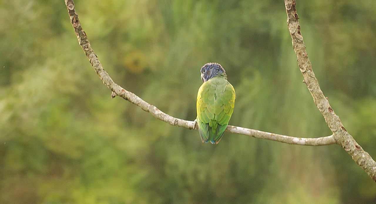 Image - ave bird parrot bird watching