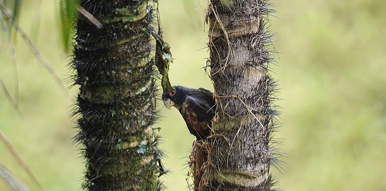 Image - nature bird parrot tree espinozo