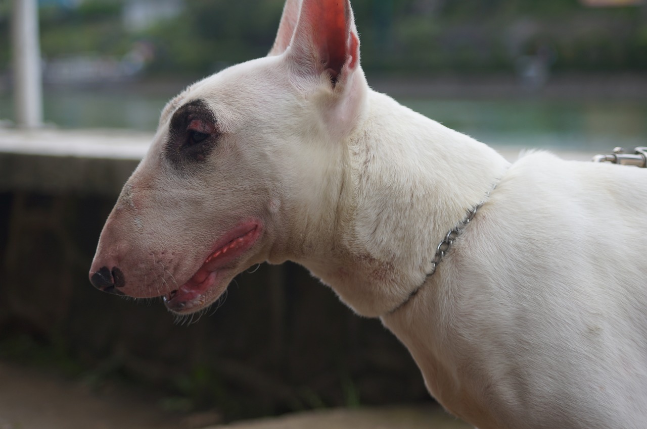 Image - dog pets bull terrier animals