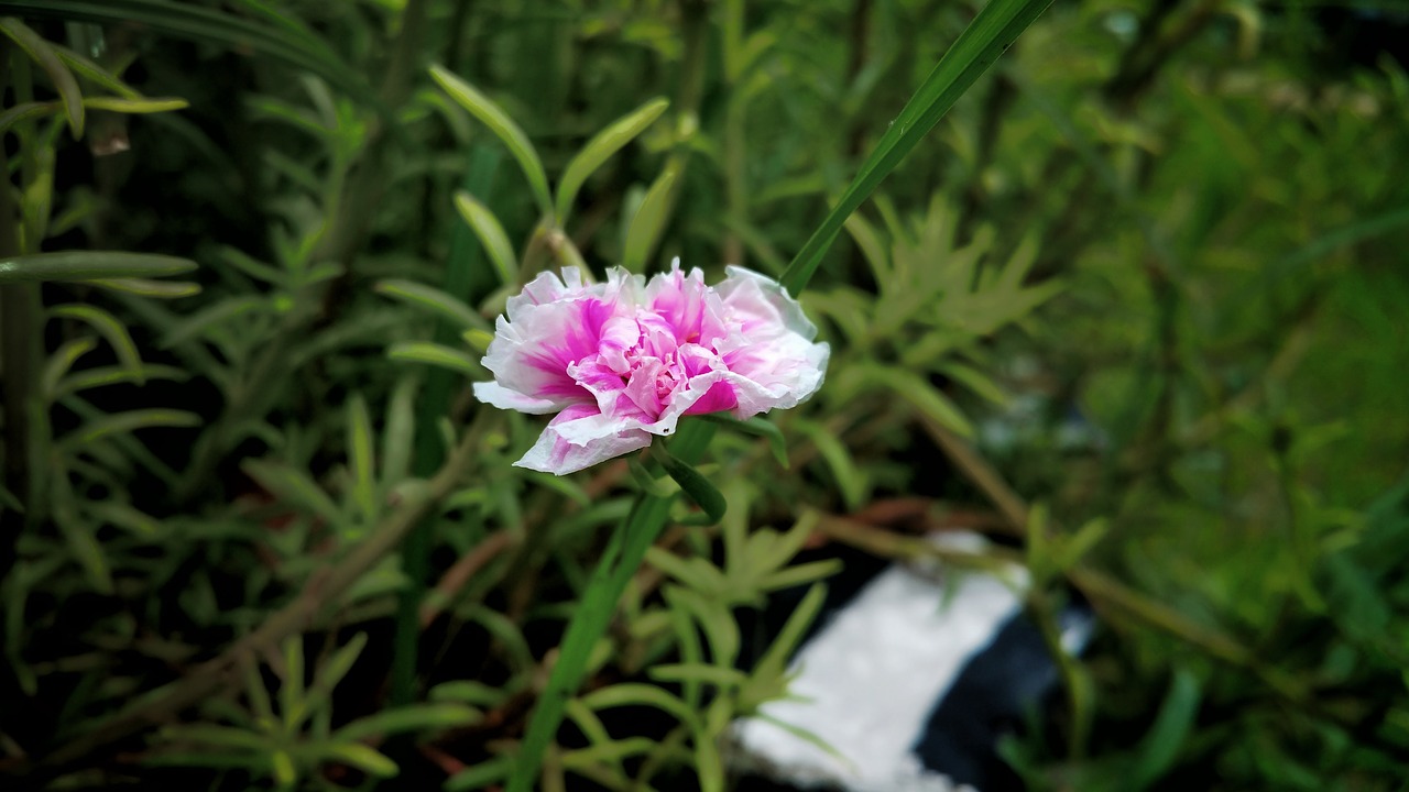 Image - flower pink white edge