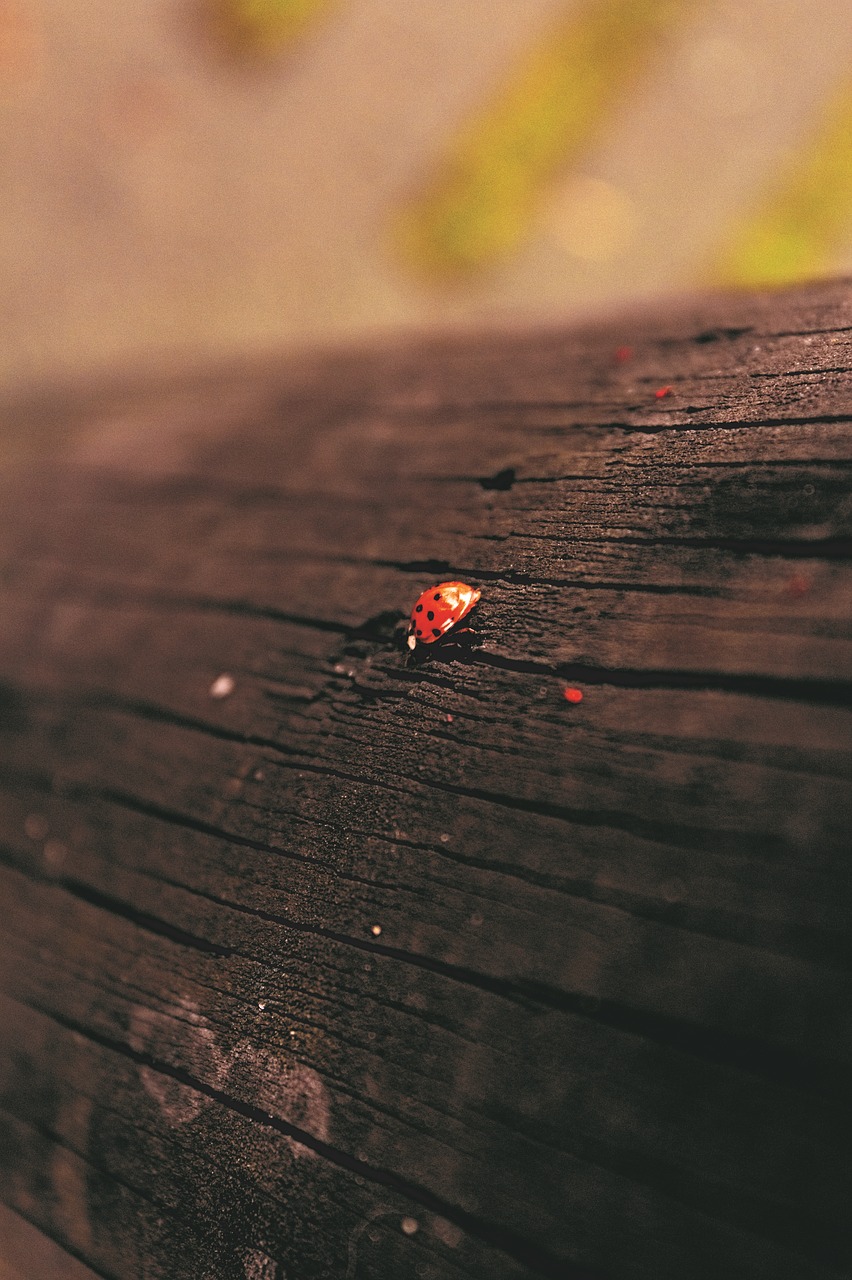 Image - ladybug nature wood forest green