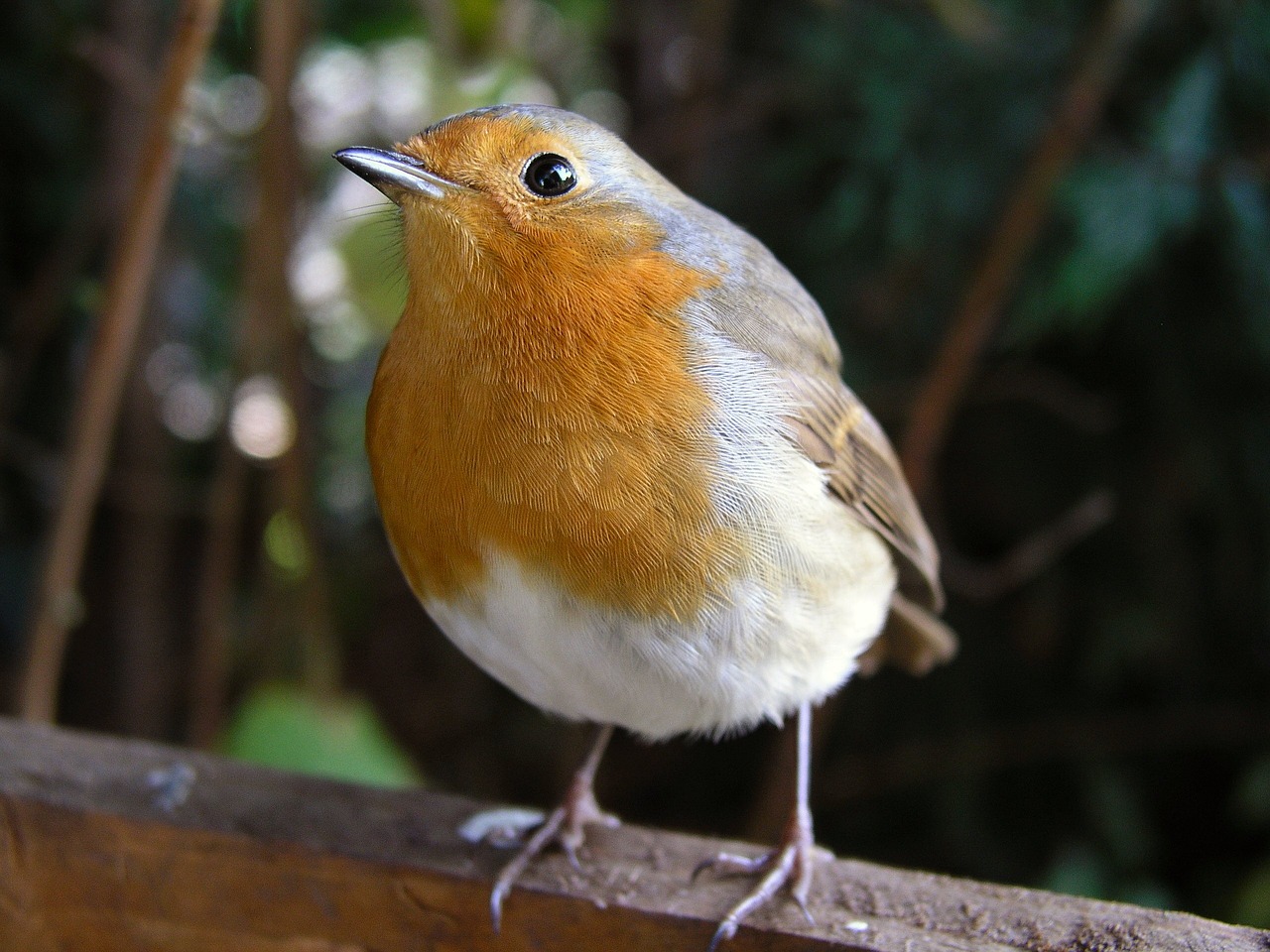 Image - bird robin redbreast xmas