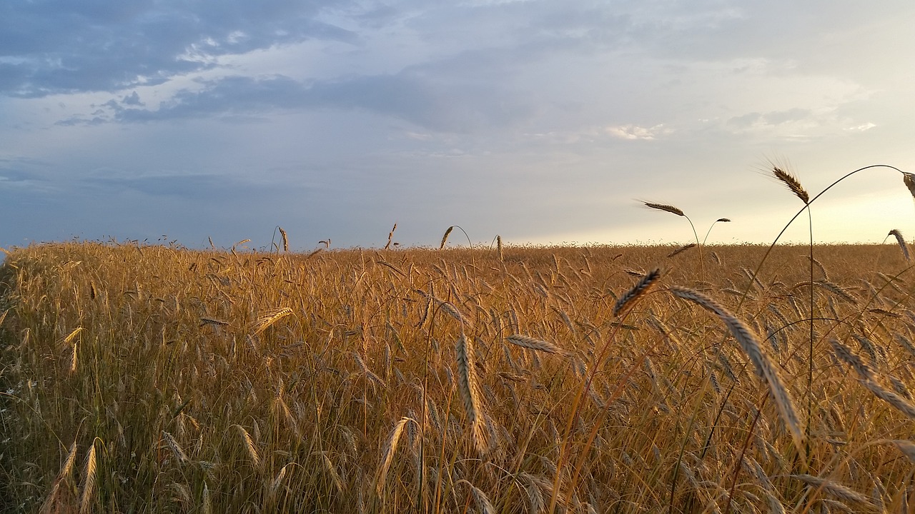 Image - field corn nature summer