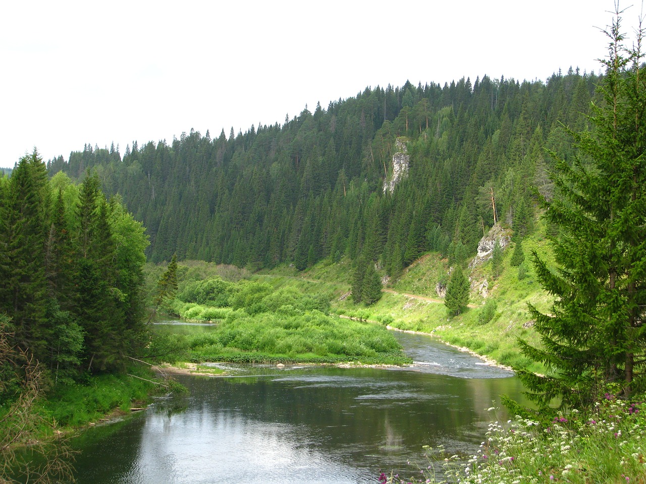 Image - forest nature summer landscape