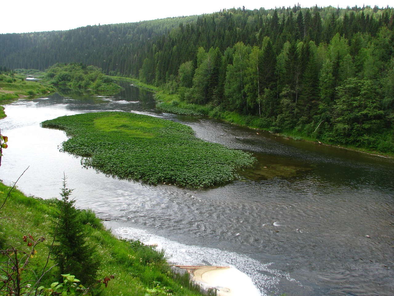 Image - forest nature summer landscape