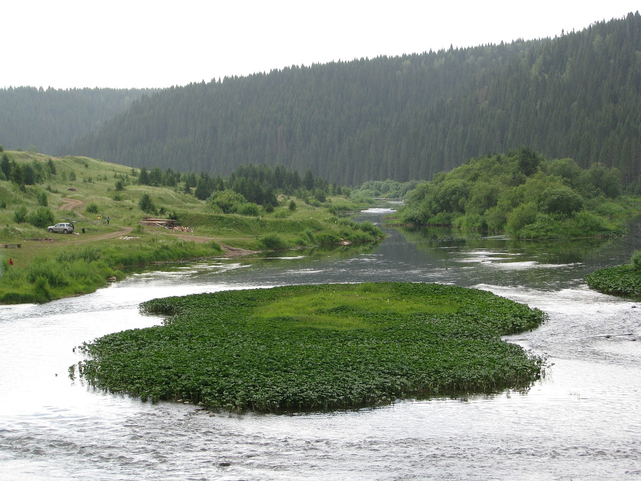Image - forest nature summer landscape