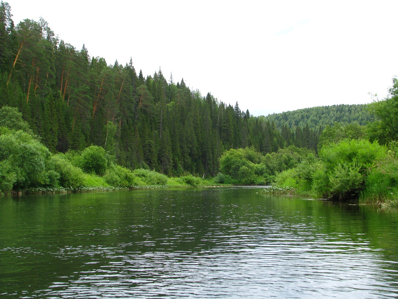 Image - forest nature summer landscape