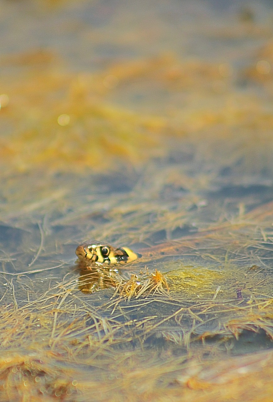 Image - snake swim water