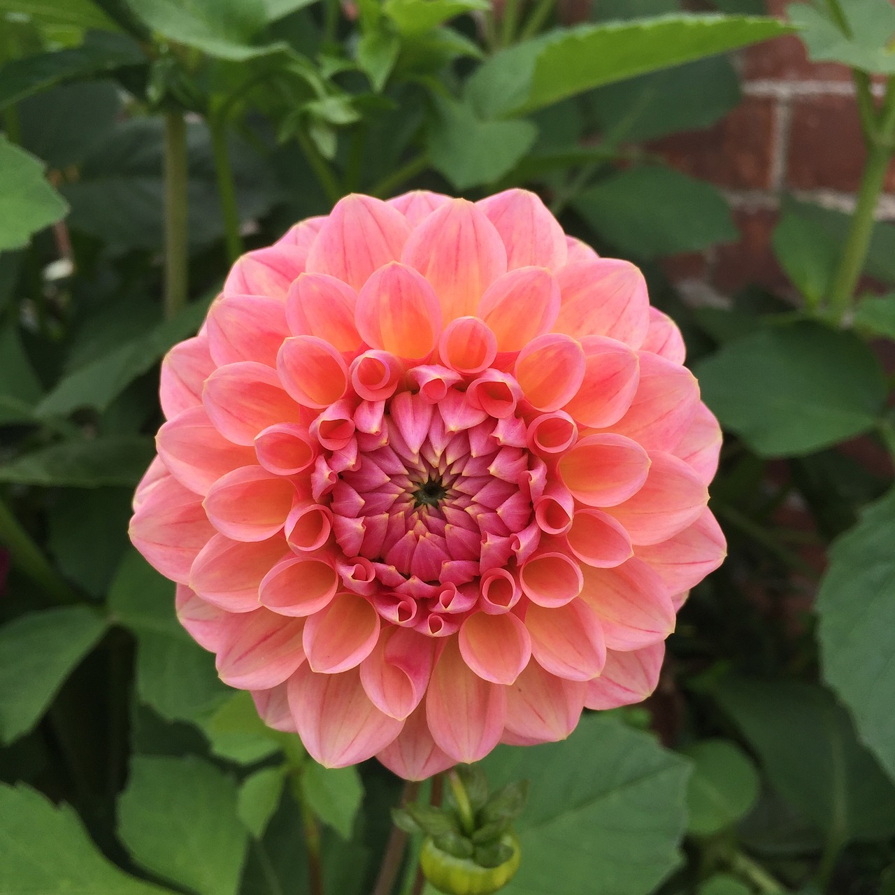 Image - aster pink blossom plant