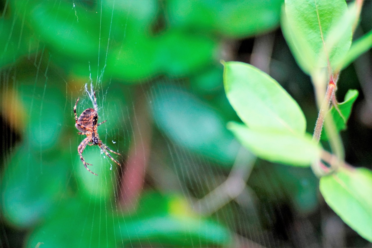 Image - nature spin bug web animal