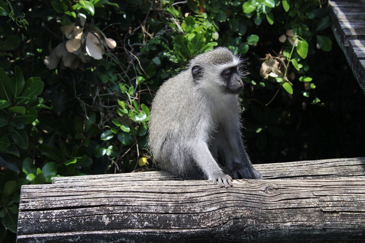 Image - south africa monkey addo park